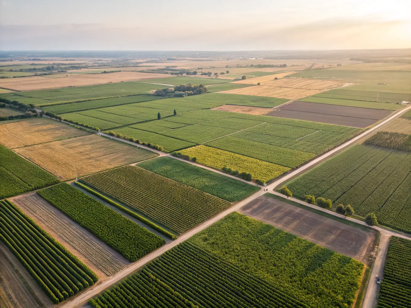 A picturesque Australian farm landscape with golden wheat fields under a clear blue sky, representing the agricultural heartland and the potential for growth and prosperity with the right financial solutions.